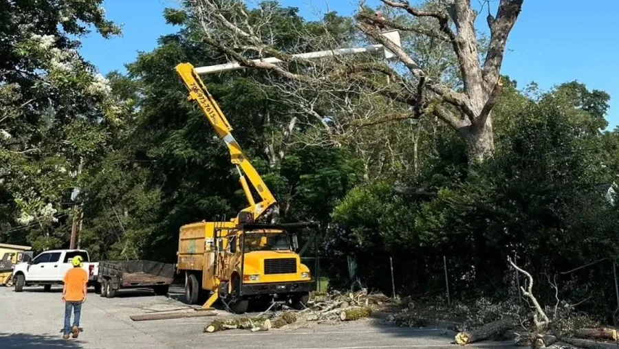 Practical Tree Care Guidance from Local Experts