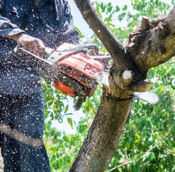 Locally Owned Tree Company Serving Central Georgia Since 2017