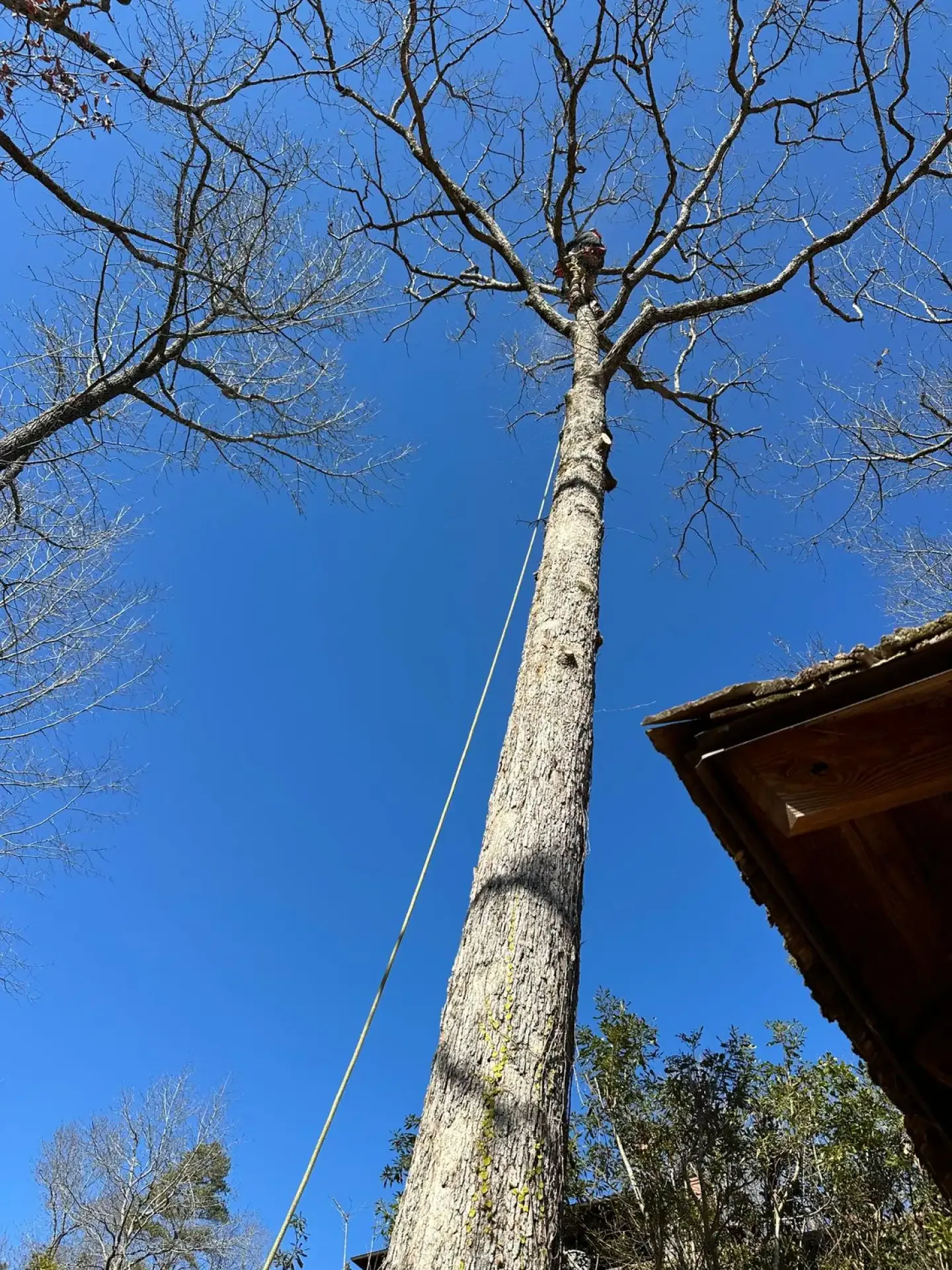 What You Need to Know Before Hiring a Tree Service