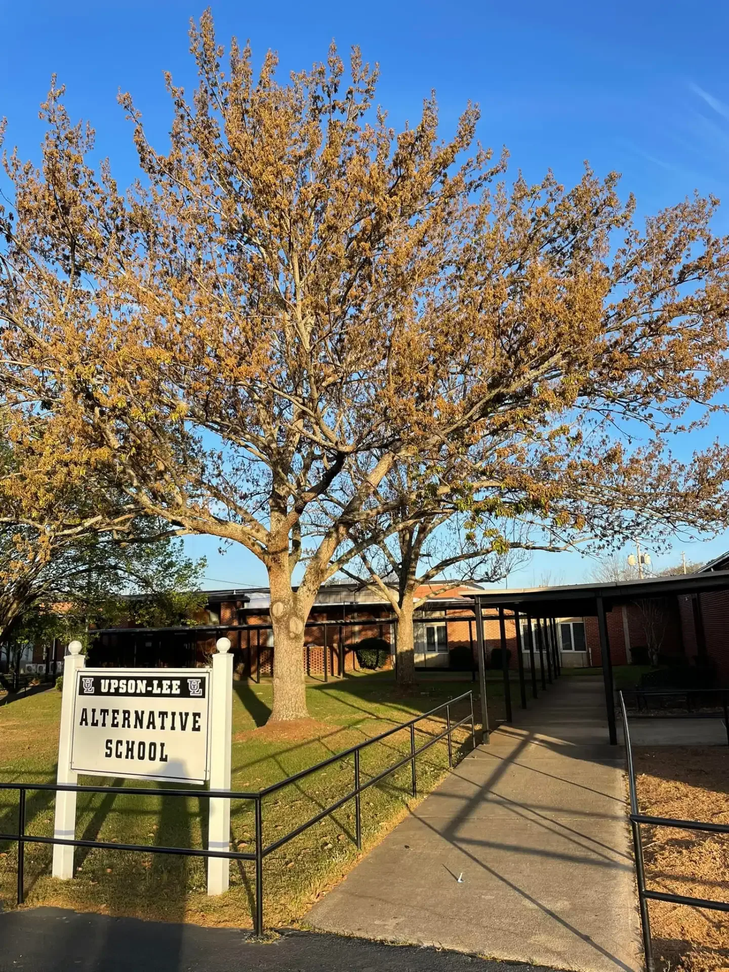Pair Trimming With Our Other Tree Services