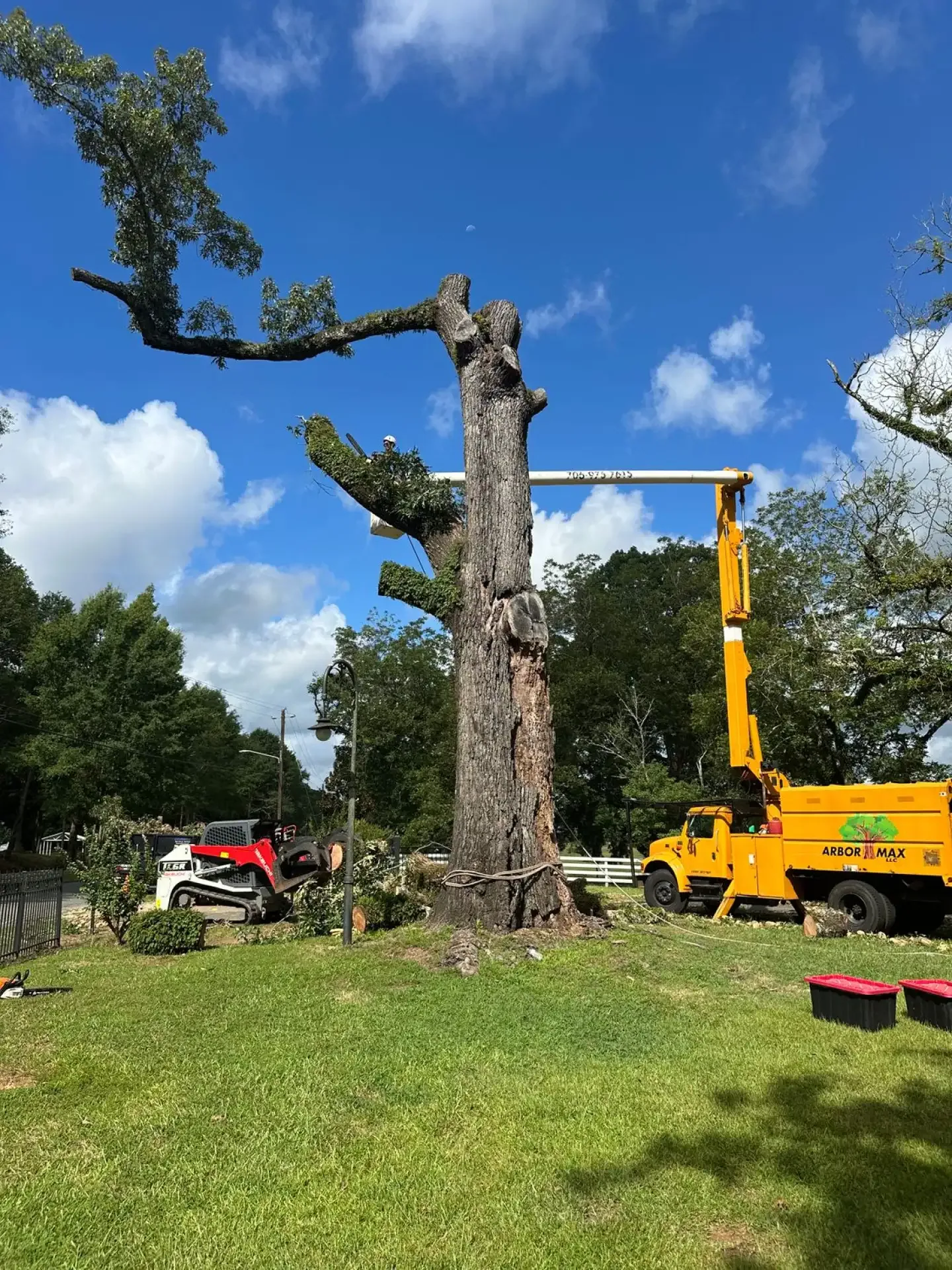 Trusted Local Tree Company Since 2017