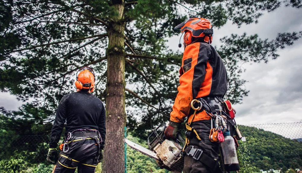 Request Service from a Trusted Local Tree Company